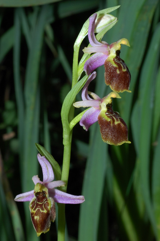 Le orchidee selvatiche spontanee di Ostia